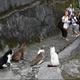 Image for article titled Watch Out for Cats!